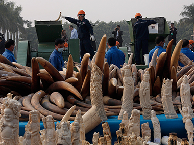 China publicly destroys 6.1 tonnes of illegal ivory China publicly destroys 6.1 tonnes of illegal ivory