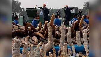 China publicly destroys 6.1 tonnes of illegal ivory