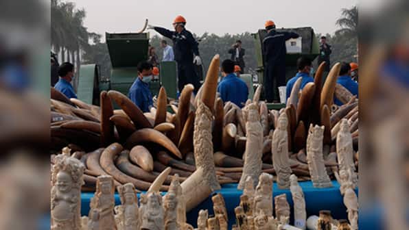 China publicly destroys 6.1 tonnes of illegal ivory