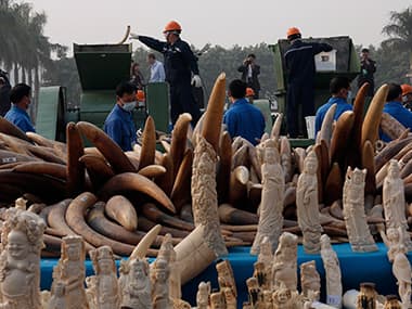China publicly destroys 6.1 tonnes of illegal ivory