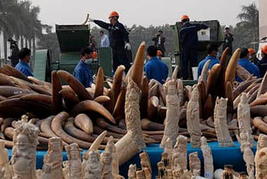 Workers destroy illegal ivory in Dongguan, southern Guangdong province, China Monday, Jan. 6, 2014. China destroyed about 6 tons of illegal ivory from its stockpile on Monday, in an unprecedented move wildlife groups say shows growing concern about the black market trade by authorities in the world's biggest market for elephant tusks. AP