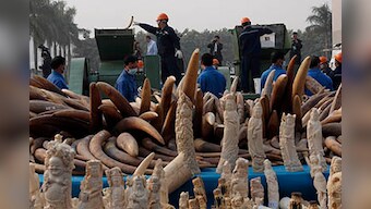 China destroys 6 tons of ivory in landmark move 