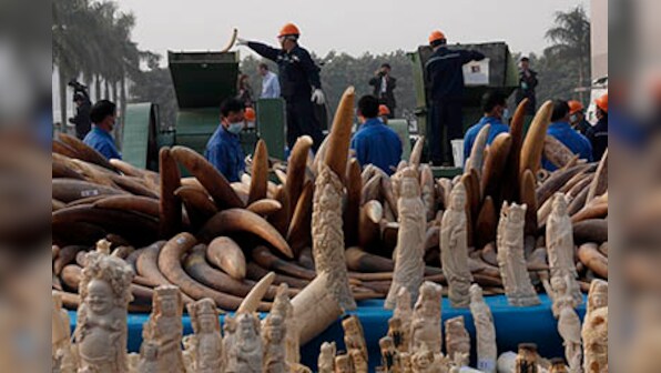 China destroys 6 tons of ivory in landmark move 