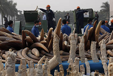 China destroys 6 tons of ivory in landmark move China destroys 6 tons of ivory in landmark move