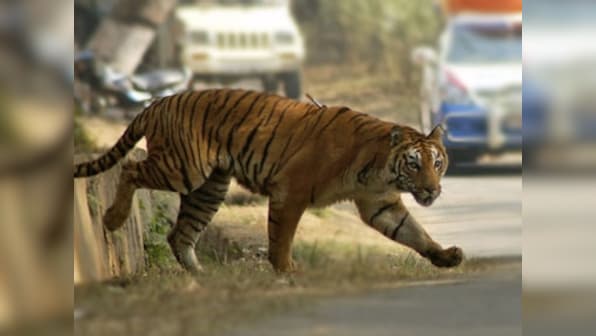 Post re-introduction drive, Panna reclaims its tiger populace