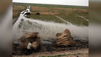 China's water crisis deepens as wetlands shrink 9%