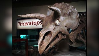 Scientific team discovers dinosaur footprints in Jaisalmer desert