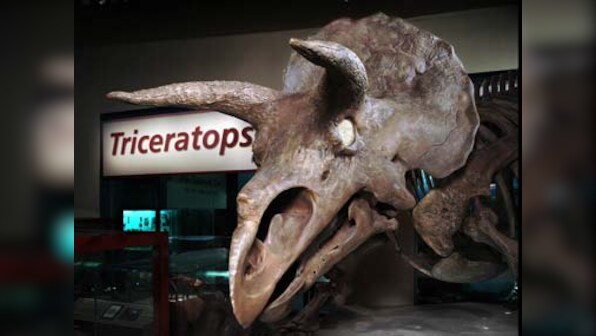 Scientific team discovers dinosaur footprints in Jaisalmer desert