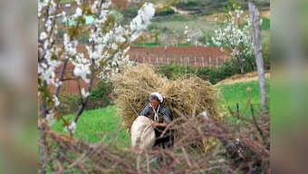 NCDEX to launch forward contracts in 7 new agri commodities soon