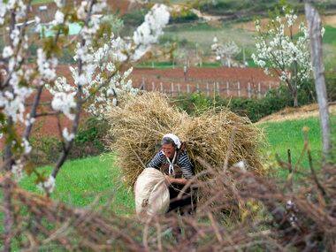NCDEX to launch forward contracts in 7 new agri commodities soon
