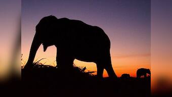 Pride of Kaziranga National Park Joyraj passes away