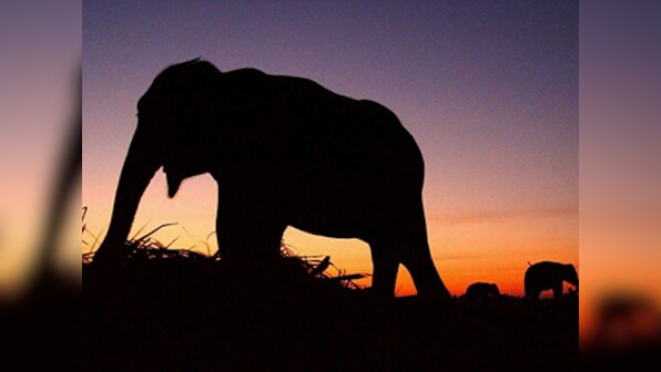 Pride of Kaziranga National Park Joyraj passes away
