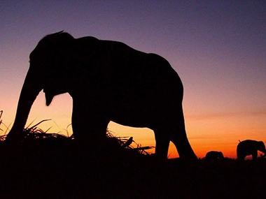 Pride of Kaziranga National Park Joyraj passes away Pride of Kaziranga National Park Joyraj passes away