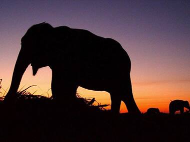 Pride of Kaziranga National Park Joyraj passes away