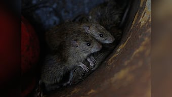 From rat meat to radio sets: Bihar officials busy 'ideating'