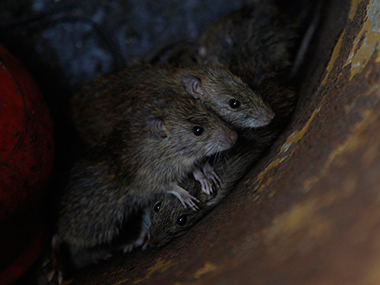 From rat meat to radio sets: Bihar officials busy 'ideating' From rat meat to radio sets: Bihar officials busy 'ideating'