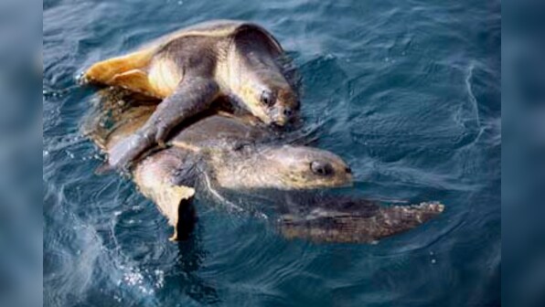 Turtles are facing a race for survival, and it's up to humans to ensure their victory for our future