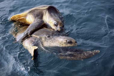 Odisha: Olive Ridley turtles lay over 25,000 eggs Odisha: Olive Ridley turtles lay over 25,000 eggs