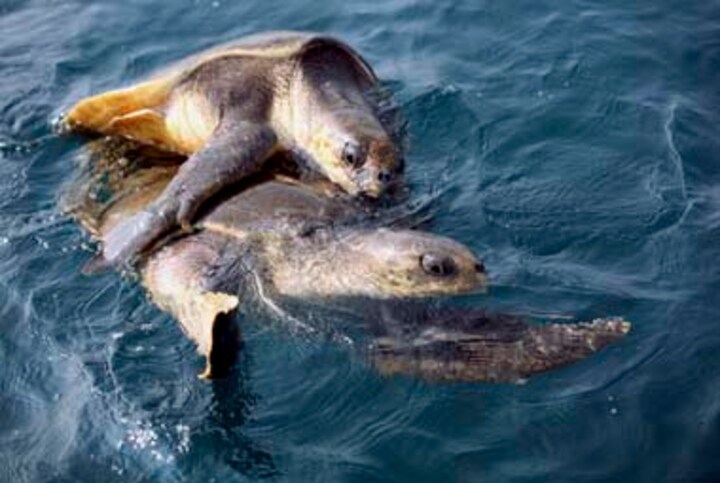 Turtles are facing a race for survival, and it's up to humans to ensure their victory for our future