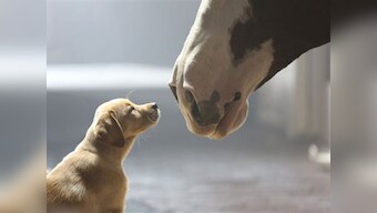From Bob Dylan to a Microsoft tear jerker: Watch the Superbowl ads