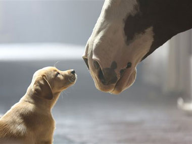 From Bob Dylan to a Microsoft tear jerker: Watch the Superbowl ads From Bob Dylan to a Microsoft tear jerker: Watch the Superbowl ads