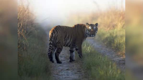 Man-eater tiger evades hunters, kills 10th person in UP