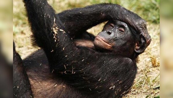 Bonobos, like humans, keep time to music - study