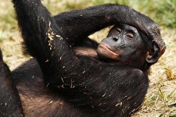 Bonobos, like humans, keep time to music - study Bonobos, like humans, keep time to music - study