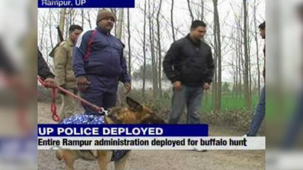 Buffalo soldiers: UP cops, sniffer dogs finally find Azam Khan's cattle