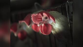 Indian-origin 'chicken king' may soon cut thousands of UK jobs