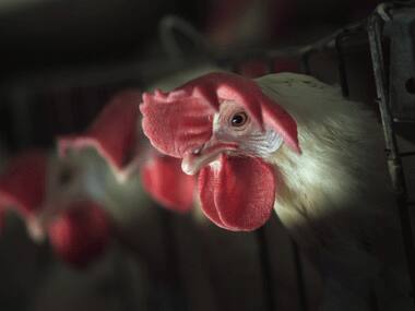 Indian-origin 'chicken king' may soon cut thousands of UK jobs