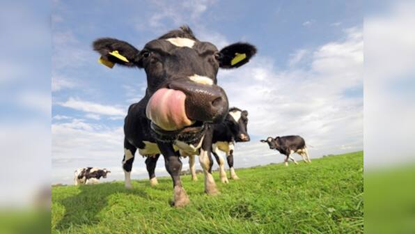 The Internet of Cows: No, seriously