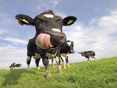 The Internet of Cows: No, seriously The Internet of Cows: No, seriously