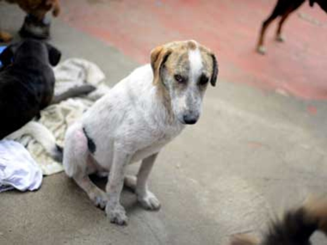 Rabies is just one reason why stray dogs are a snarling menace in  India-India News , Firstpost