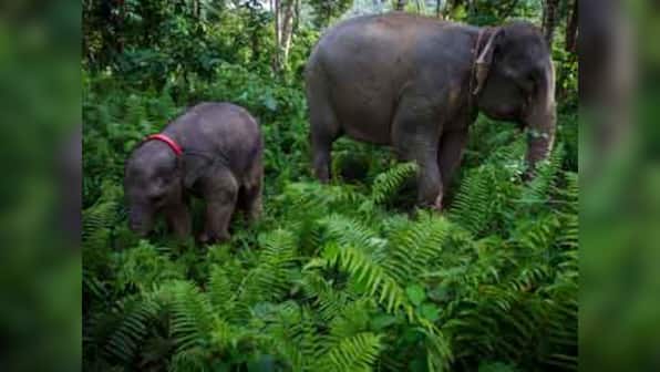 Football tourney launched to promote conservation of elephants