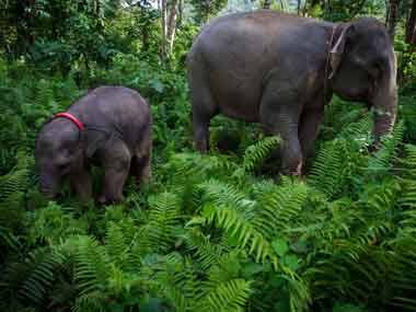 Football tourney launched to promote conservation of elephants