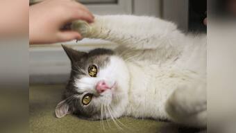 UK woman microwaves pet cat to death