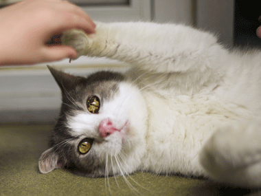 UK woman microwaves pet cat to death UK woman microwaves pet cat to death