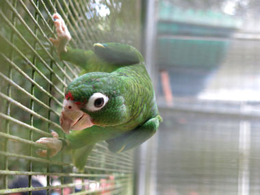 How a parrot helped cops solve a murder in Agra How a parrot helped cops solve a murder in Agra