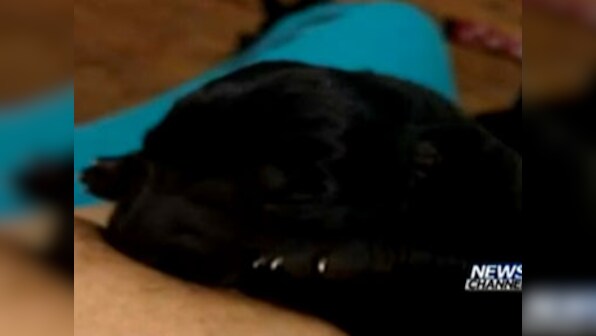 Woman breastfeeds puppy to 'save its life', posts pic on Facebook
