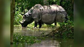 Assam: 4 rhinos to be shifted to another range of Dudhwa reserve