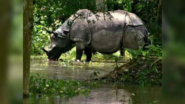 Assam: 4 rhinos to be shifted to another range of Dudhwa reserve