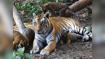 Sunderbans: Nylon net-fencing brings down man-tiger conflict