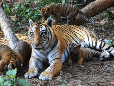 Sunderbans: Nylon net-fencing brings down man-tiger conflict Sunderbans: Nylon net-fencing brings down man-tiger conflict