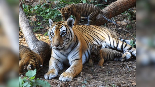 Sunderbans: Nylon net-fencing brings down man-tiger conflict