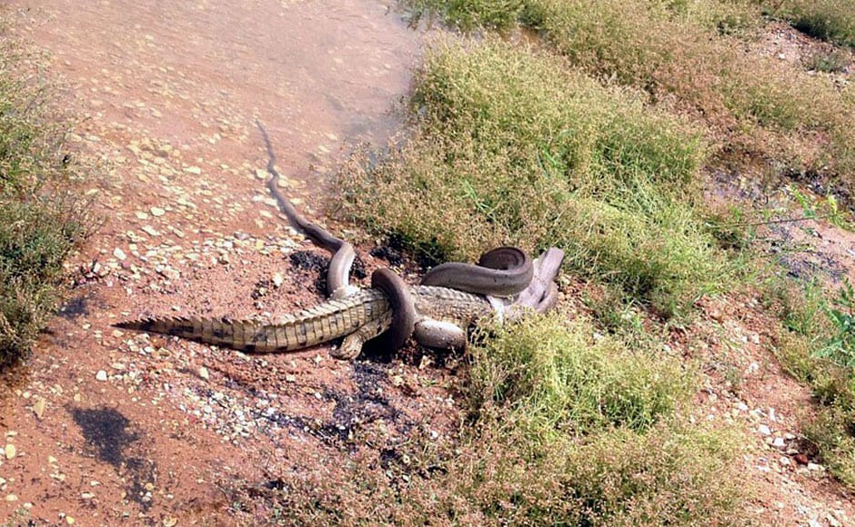 Photos: In Australia, snake eats crocodile after intense battle