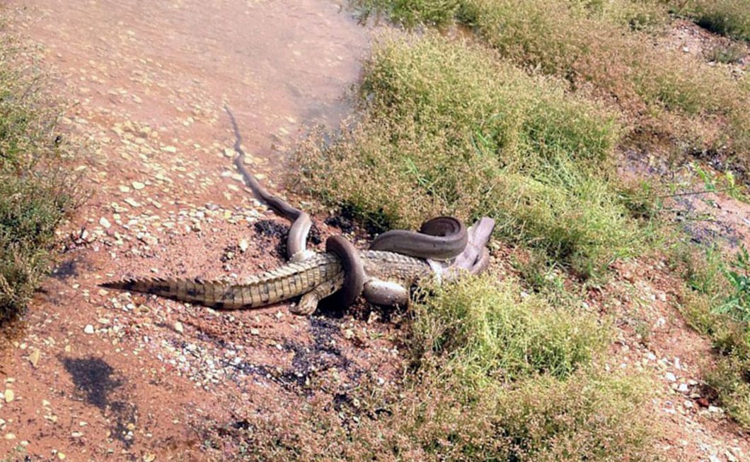 Photos In Australia Snake Eats Crocodile After Intense Battle