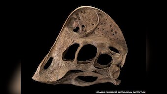 Scientists discover weird 'chicken from hell' dinosaur 