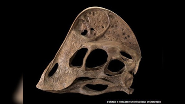 Scientists discover weird 'chicken from hell' dinosaur 