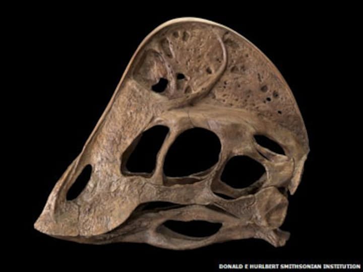 Scientists discover weird 'chicken from hell' dinosaur 